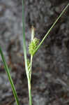 Wire sedge